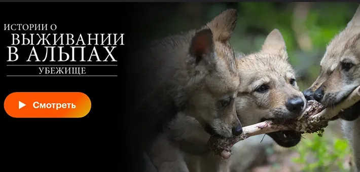 на фото Убежище. Истории о выживании в Альпах / The Sanctuary: Survival Stories of the Alps (2019)