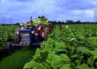 на фото Южная Каролина (штат)